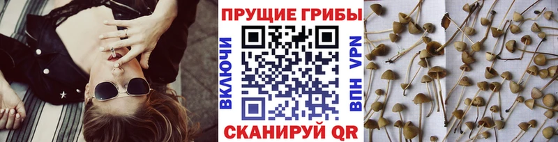 Псилоцибиновые грибы GOLDEN TEACHER  дарк нет как зайти  Ивангород 